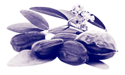 jojoba.png